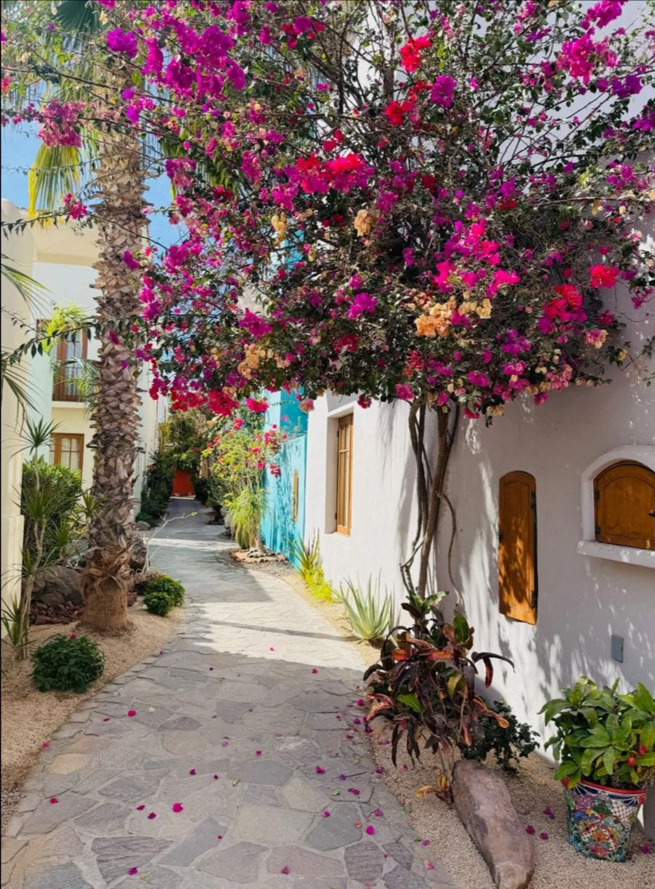 loreto-bay-paseo-with-flowering-tree Charette participants